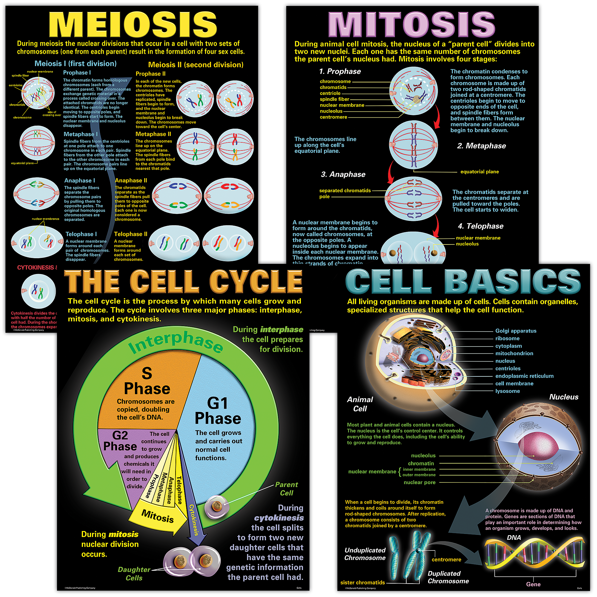 Help students learn about the “building blocks” of life with these posters that teach the main parts of a cell and the phases of the cell cycle. The posters also clearly describe and illustrate the stages of mitosis and meiosis. The set contains four 17" x 22" posters, four reproducible activity sheets, and a teacher’s guide.
