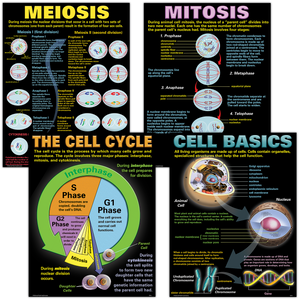 Help students learn about the “building blocks” of life with these posters that teach the main parts of a cell and the phases of the cell cycle. The posters also clearly describe and illustrate the stages of mitosis and meiosis. The set contains four 17" x 22" posters, four reproducible activity sheets, and a teacher’s guide.
