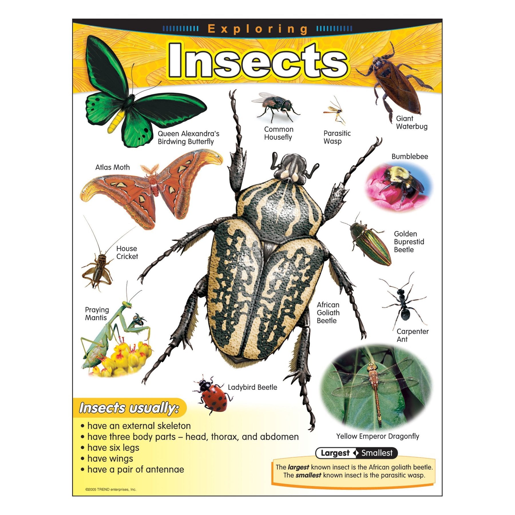 Exploring Insects